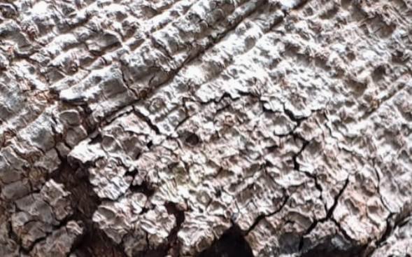 Schotia brachypetala patch of bark